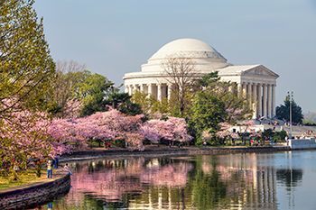 Day 02 DC Cherry Blossoms